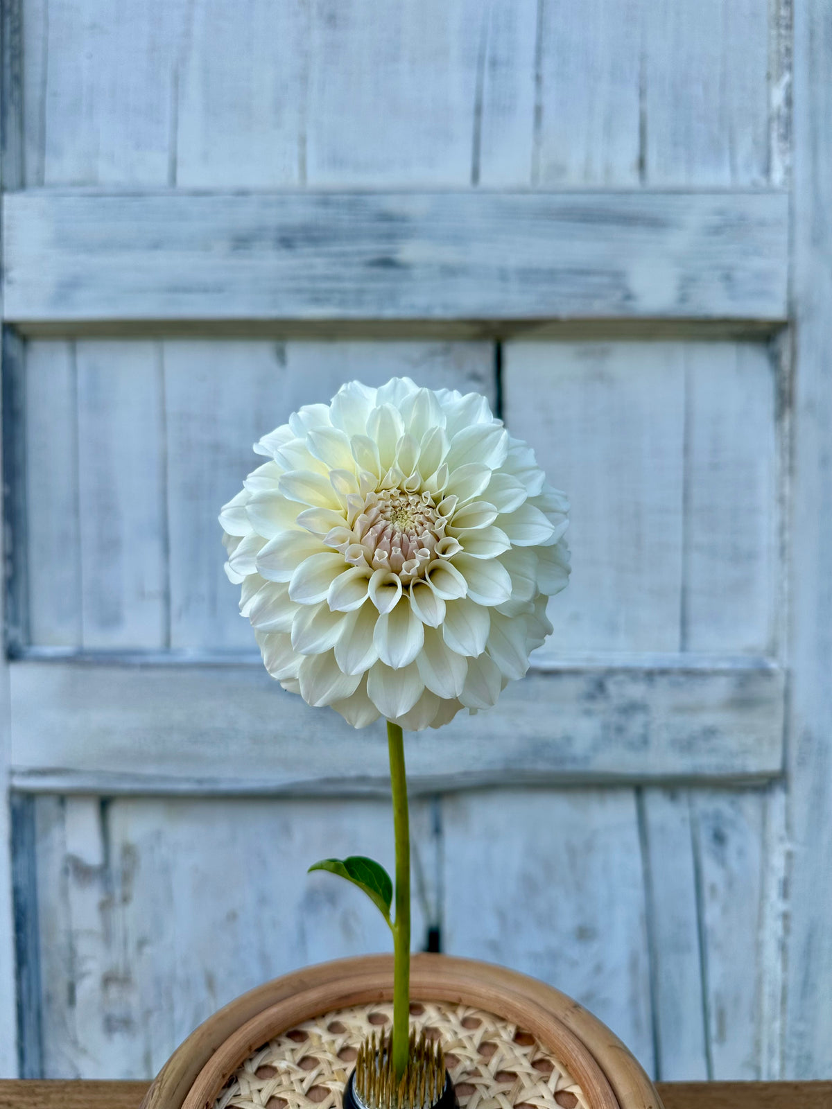 Dahlia Irish Ruffles *CUTTING ONLY*