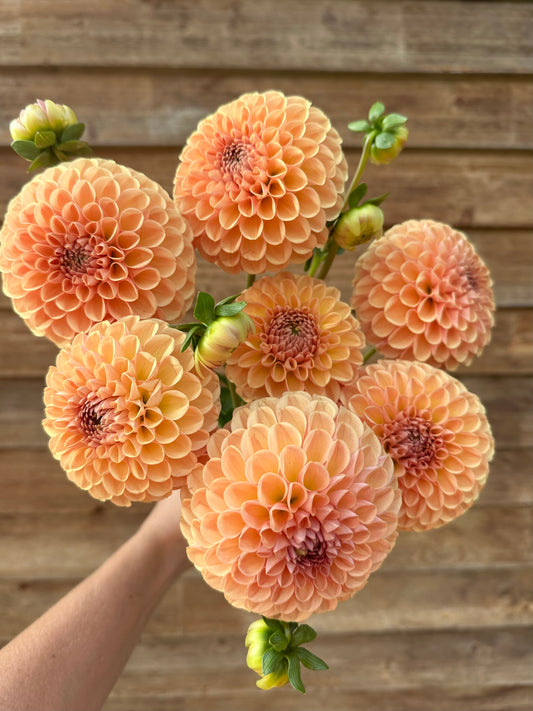 Dahlia Valley Tawny