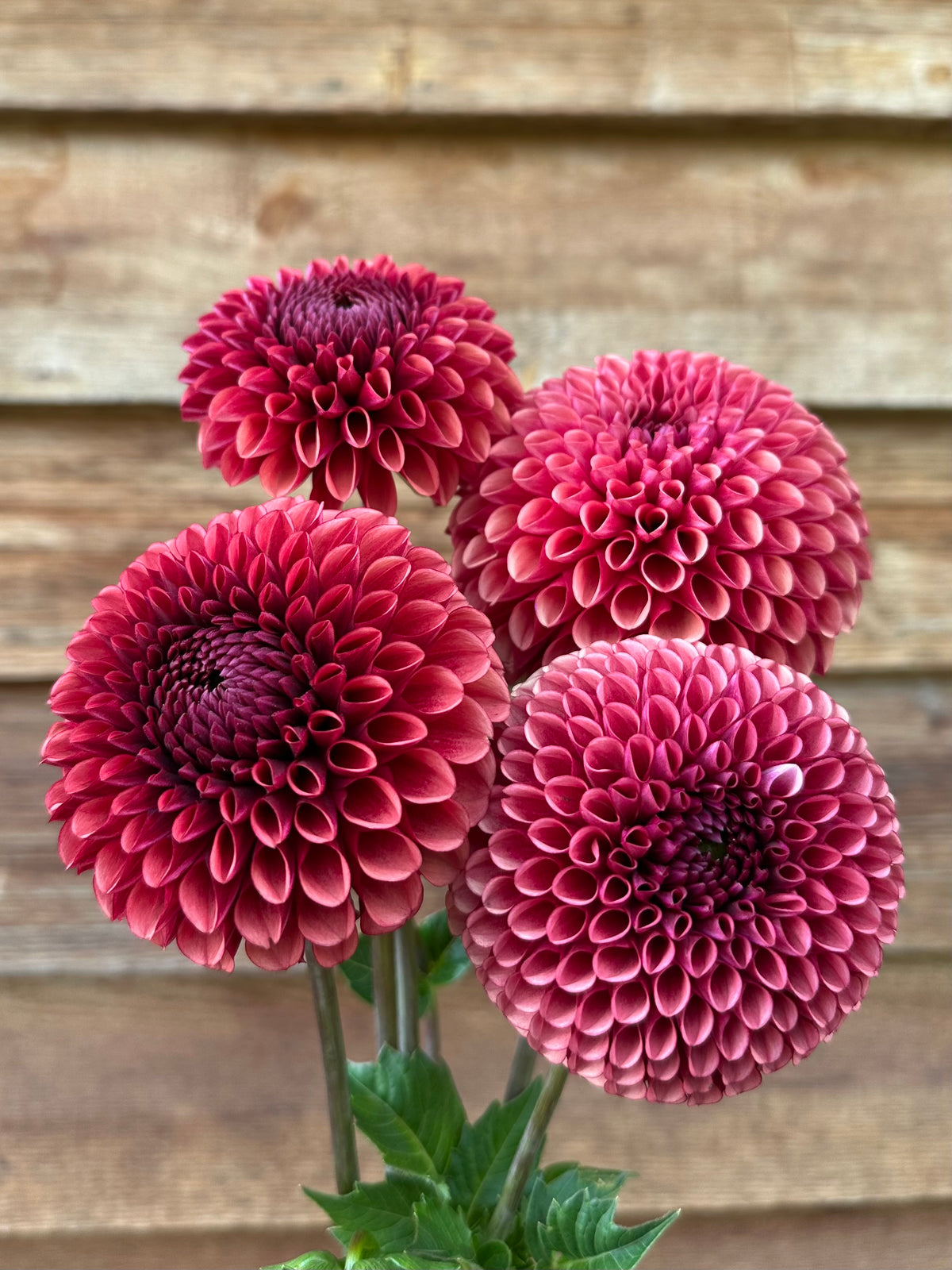 Dahlia Copper Boy