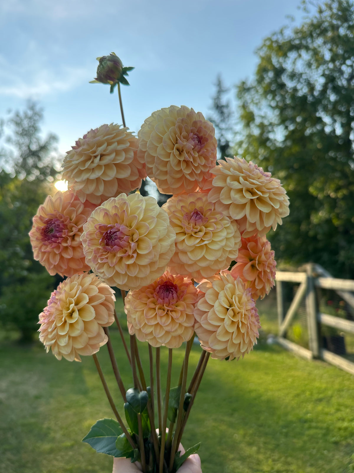 Dahlia Letterkenny Sunrise