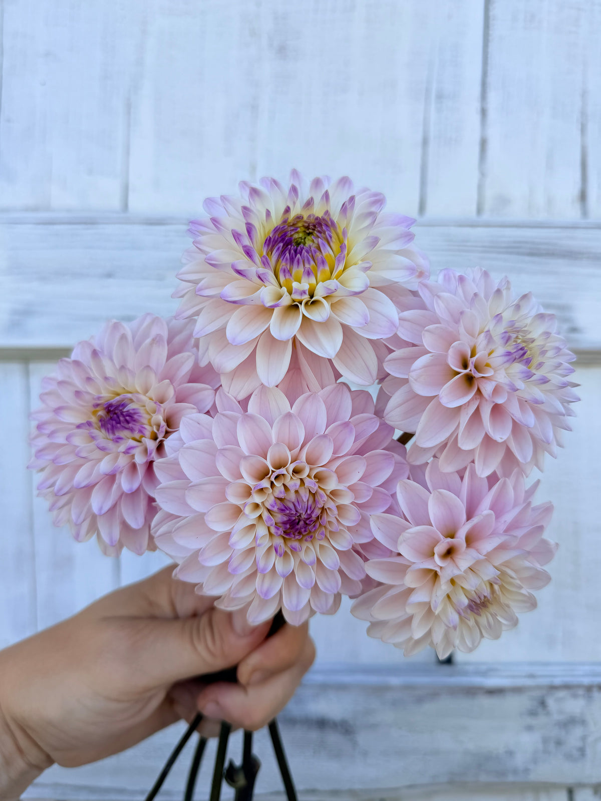 Dahlia Wyoming Frost