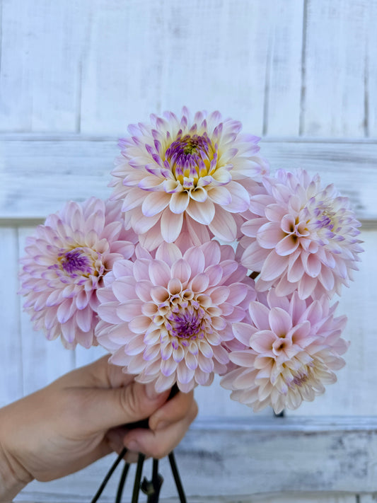 Dahlia Wyoming Frost