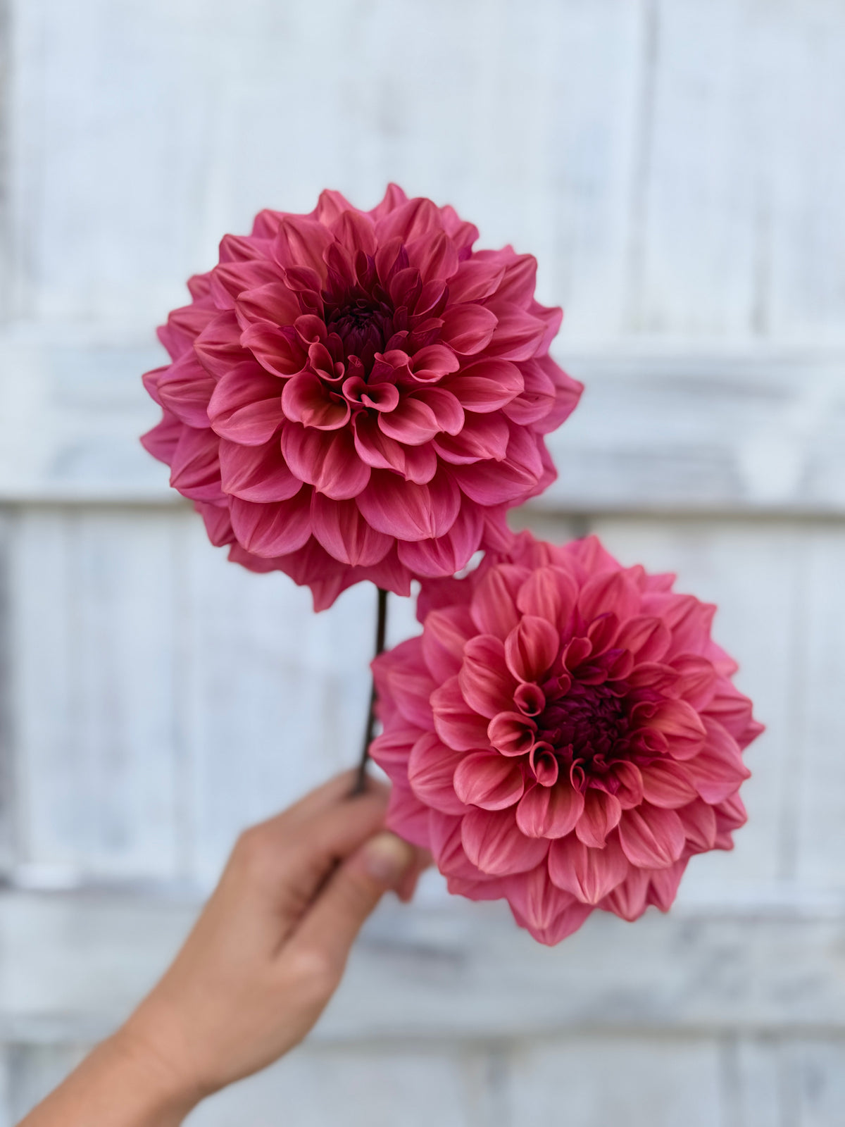 Dahlia Skeena Jake