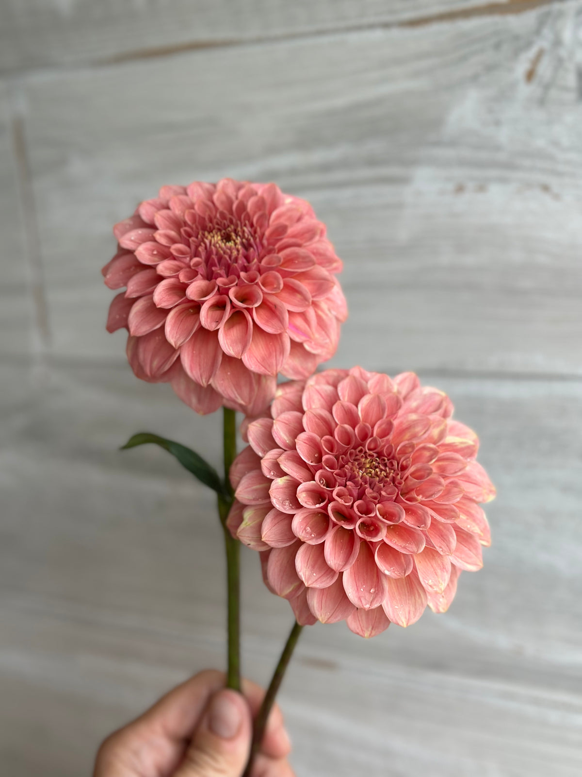 Dahlia Rock Run Ashley