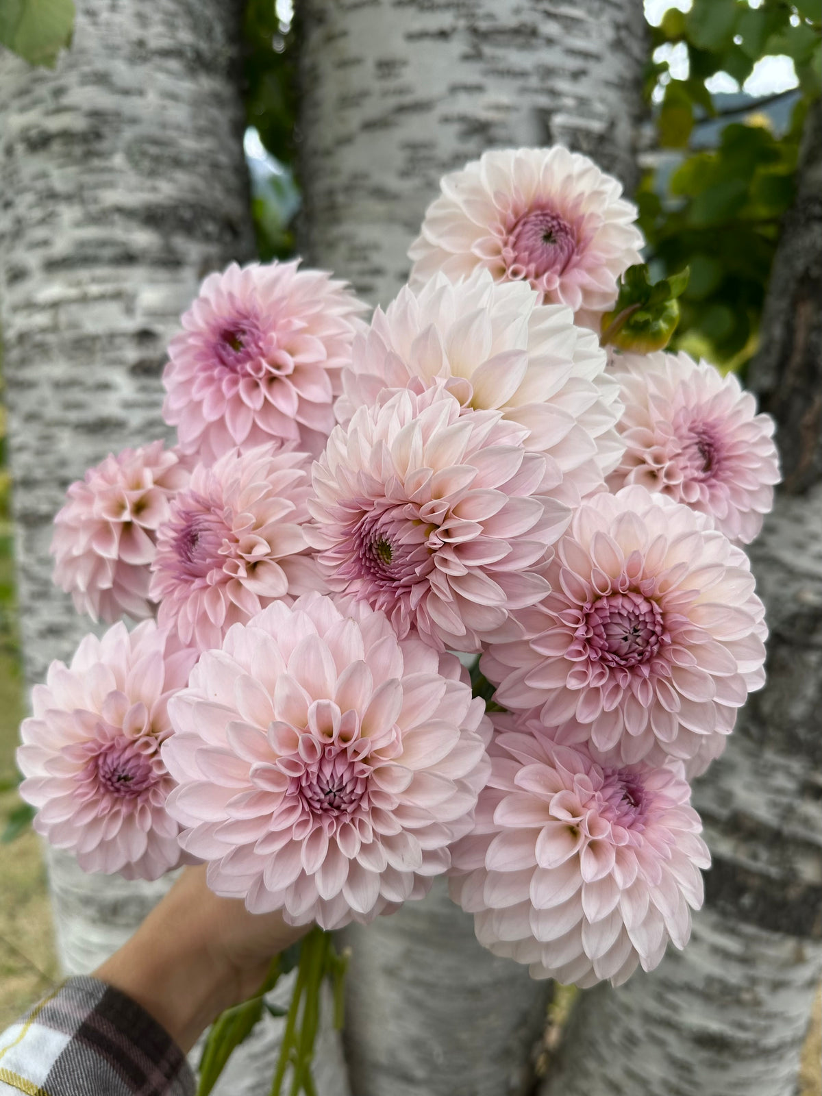 Dahlia Bloomquist Tory P *CUTTING*