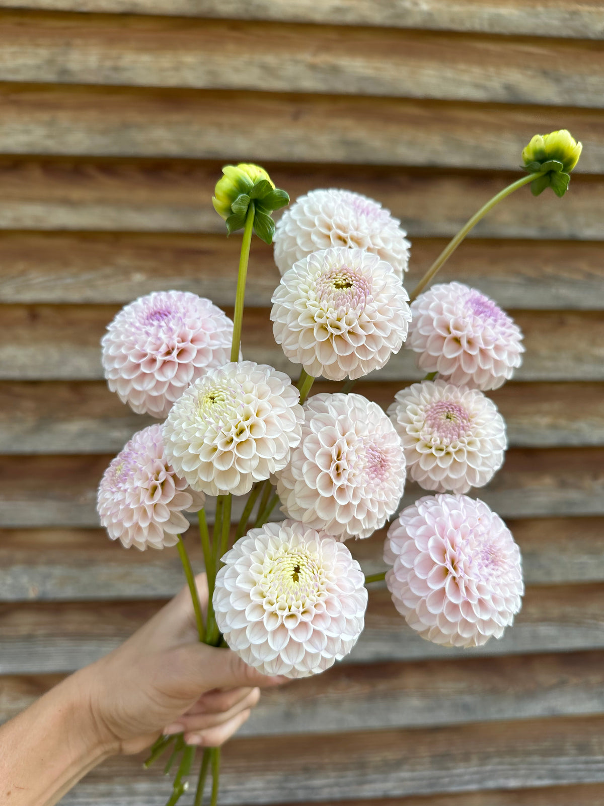 Dahlia Skeena Posh