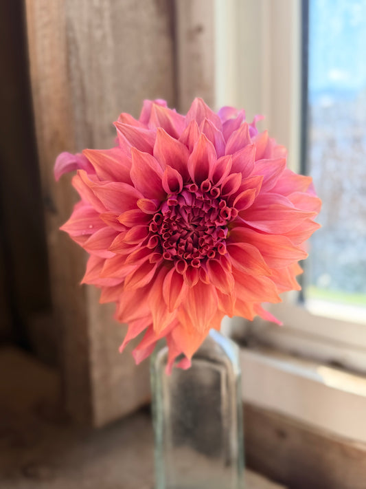 Dahlia Lee's Swiss Miss