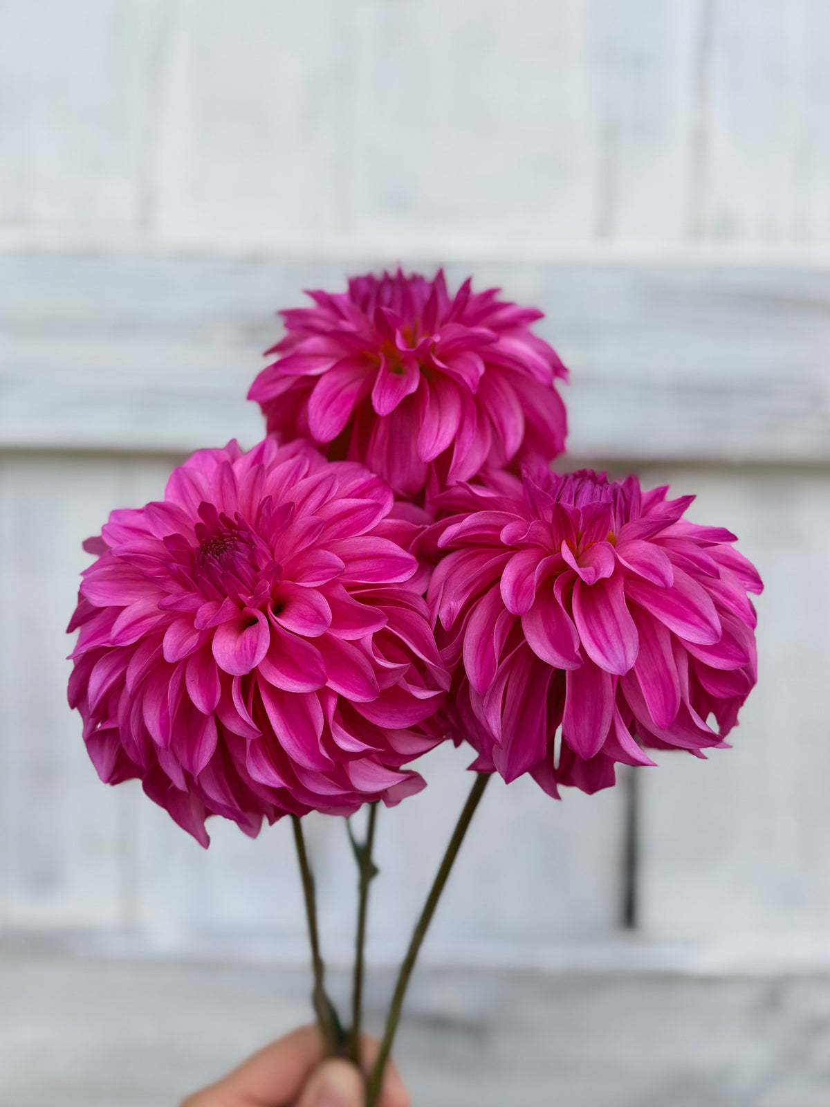 Dahlia River's Bubblegum
