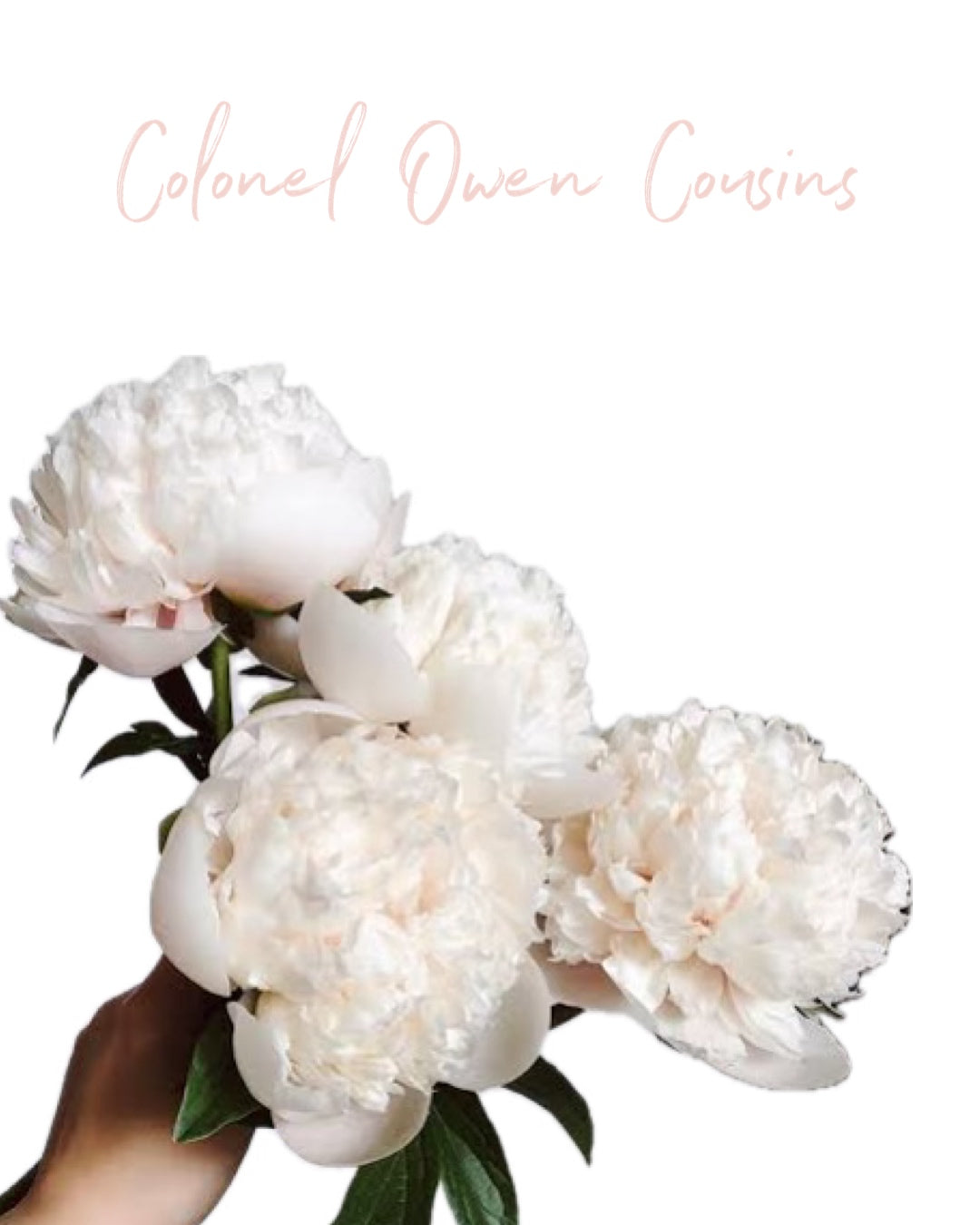 Peony - Colonel Owen Cousins